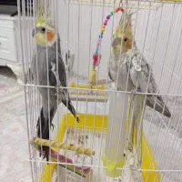 فروش یک جفت عروس هلندی