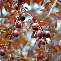 تولید نهال گوجه قرمز آمریکایی