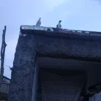 دوعدد کبوتر ماده