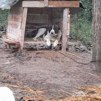 سراب افغان|سگ|رشت, یخسازی|دیوار