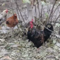 فروش تعدادی مرغ و خروس