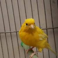 ماده قناری جوان + قناری نر|پرنده|خمینی‌شهر, |دیوار