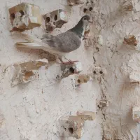 ساده قوه|پرنده|نیشابور, خط کاشمر|دیوار