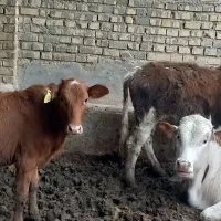 گوساله نر وماده|حیوانات مزرعه|سوسنگرد, |دیوار