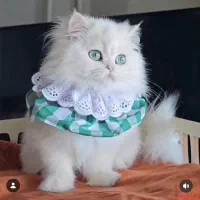 گربه بریتیش لانگ‌ هیر ماده وارداتی