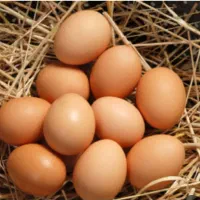 تخم مرغ محلی