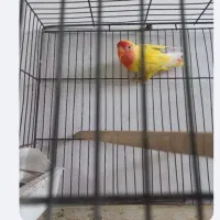 طوطی برزیلی عروس هلندی مرغ عشق قناری فنج پاکستانی