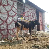 ۱راس لیشه عروسک   گاو ورزا|حیوانات مزرعه|رشت, حومه رشت|دیوار