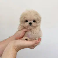 واگذاری سگ پودل|سگ|تهران, امیریه|دیوار