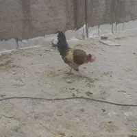 خروس سلطان جوان