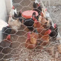 فروش مرغ محلی