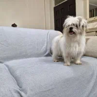 ماده شیتزو دو ساله