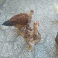 مرغ|حیوانات مزرعه|بروجرد, |دیوار