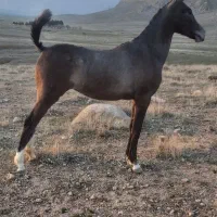 اسب|اسب و تجهیزات اسب‌سواری|بیستون, |دیوار