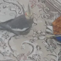 چهارتاعروس هلندی مولد|پرنده|خرم‌آباد, |دیوار