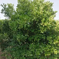 باغ مرکبات ۱۱۰۰ متری در جاده بهنمیر|فروش دفتر صنعتی، کشاورزی، تجاری|کیاکلا, |دیوار