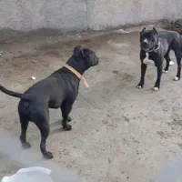 توله پیتبول دختر واگذاری