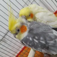 عروس هلندی|پرنده|بیستون, |دیوار