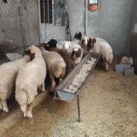 گوسفند