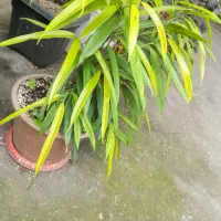 گل آمستل طلایی