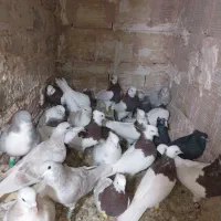 یه چق رنگه|پرنده|سبزوار, غرب نیروگاه|دیوار