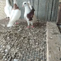 طوقی|پرنده|رودان, |دیوار
