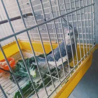 فروش پرنده عروس هلندی نژاد بالا