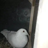 کبوتر جفت با جوجه نر|پرنده|مشهد, نوید|دیوار