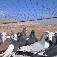 پرنده|پرنده|سروستان, |دیوار