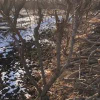 درخت میوه|خدمات باغبانی و درختکاری|شهریار, شهریار|دیوار