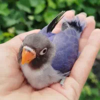 طوطی برزیلی رنگ خاص|پرنده|قم, حنیف نژاد|دیوار