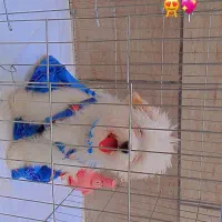 سگ بامزه|سگ|قم, شاه ابراهیم|دیوار