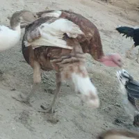 بوقلمون نر|حیوانات مزرعه|هیرمند, |دیوار