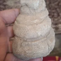 فسیل کلکسیونی