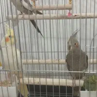 عروس هلندی جفت