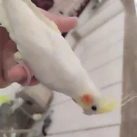 عروس هلندی لوتینو|پرنده|نجفآباد, منتظری شمالی|دیوار