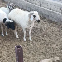 بره شیر محلی چاق چاق