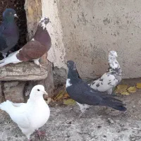 کبوتر غریبگیری|پرنده|ساوه, |دیوار