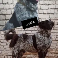 کشش نر خاسگری اصیل بته دار