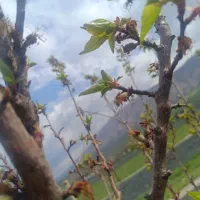 فروش زمین میان چنار|فروش زمین و ملک کلنگی|چیتاب, |دیوار