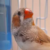 فنچ نروماده همراه با سه تا بچه شون