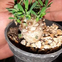 افوربیا آناناسی