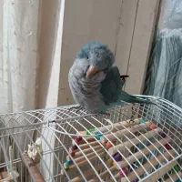 دوعدد طوطی راهب فوق دستی درحد عروسک|پرنده|آبپخش, |دیوار