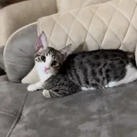 گمشده ، گربه نر ۷ ماهه اسم میشا