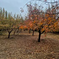 سرایدار باغبان ایرانی یا اتباع با کارت آمایش