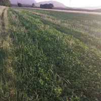 شبدر چین اول