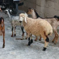 چند عدد بره نر و ماده گیسه نری کهره آغوس نزار|حیوانات مزرعه|قشم, |دیوار