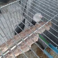 طوطی کتوله|پرنده|بافت, |دیوار