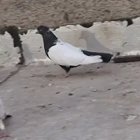کبوتر