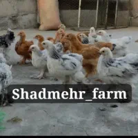 جوجه و تخم نطفه دار برهما نژاد بوف لایت بلک